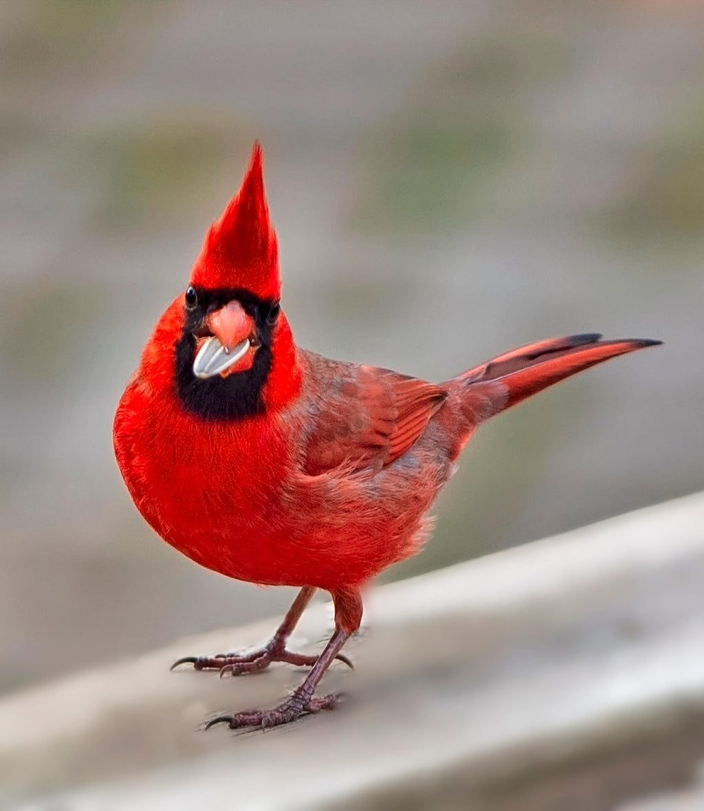 Bird Seed, 20 lb L776635