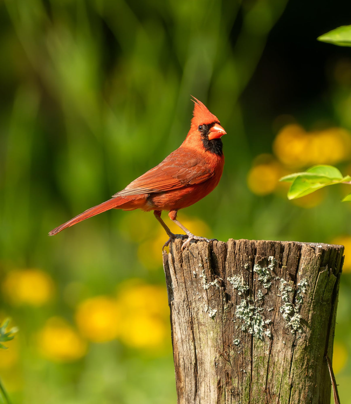 Bird Seed, 20 lb L776635