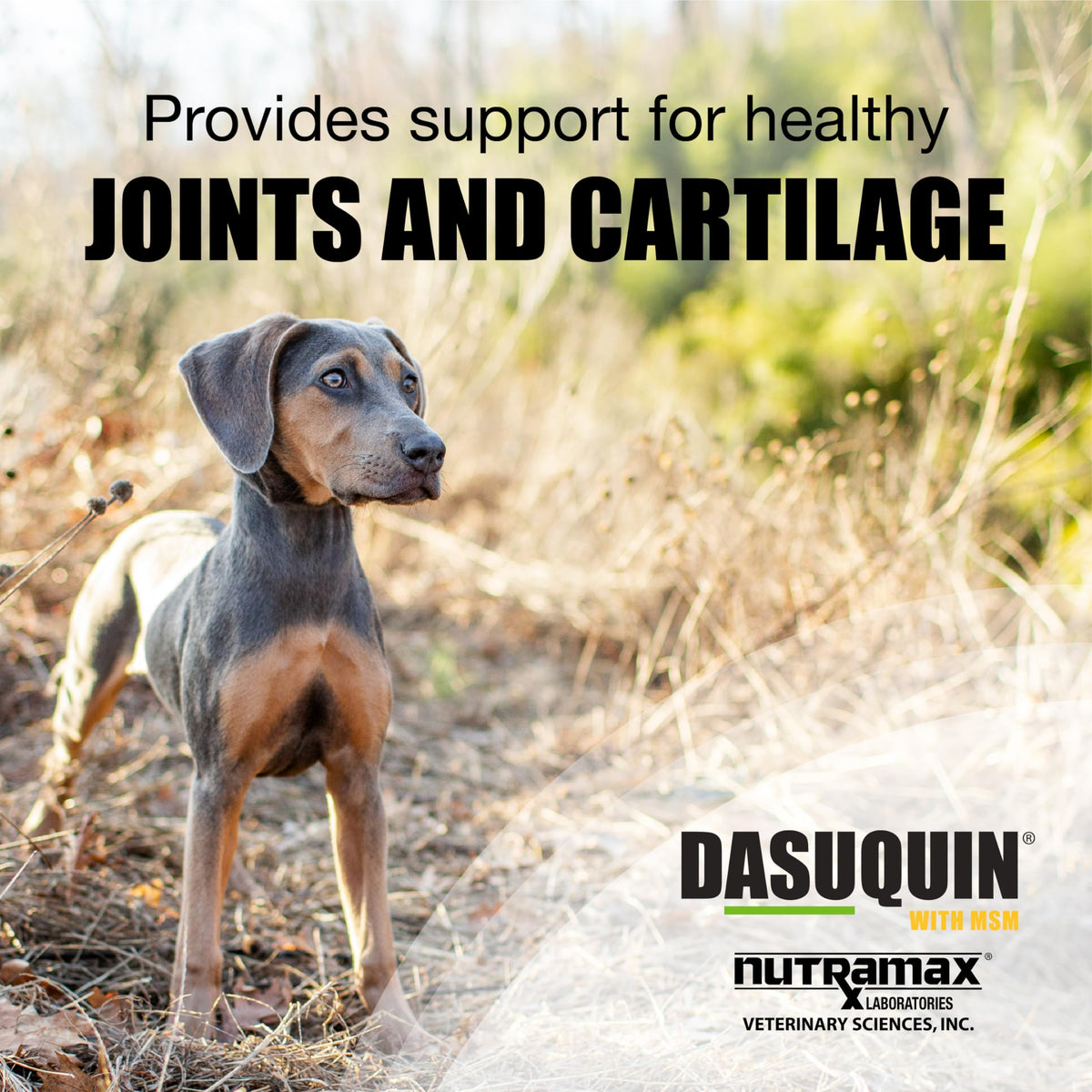 Joint Supplement Chew Tablets 84ct N91556
